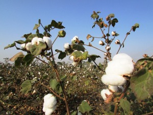 cotton-crop